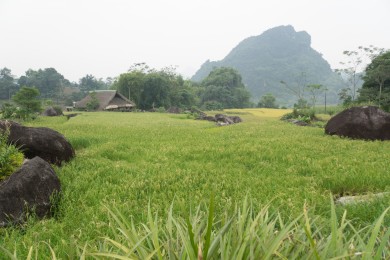 Hạ Thành la verdoyante (Hà Giang)