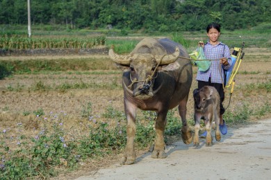 Ballade près du village des forgerons (Huyện Quảng)