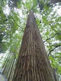 Cryptomeria japonica, faux cèdre du Japon