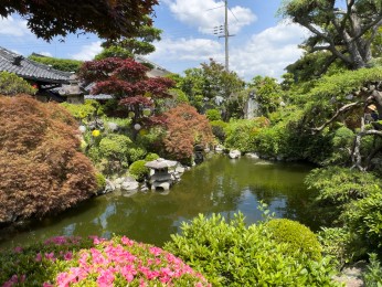 Le jardin de poche