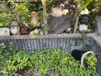 Les tanuki