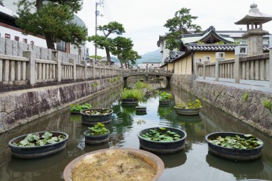Le canal aux lotus