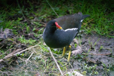 Poule d'eau