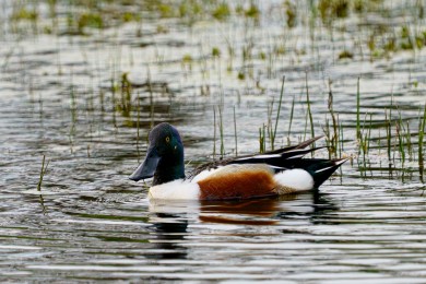 Canard souchet
