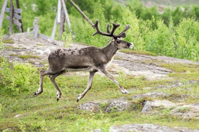 Cerf volant