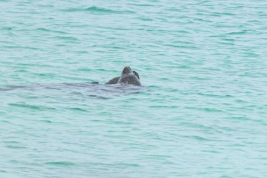 Phoque gris