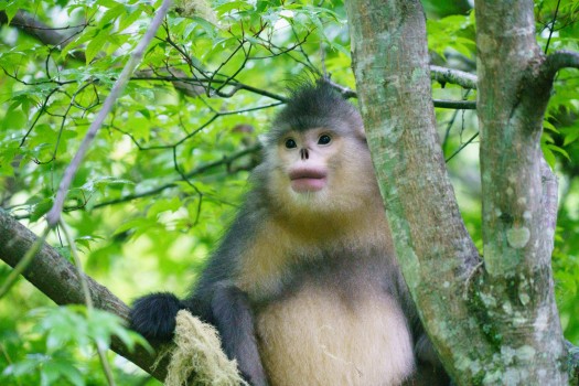 Son nom local est, entre autre, le singe à cheveux dorés (滇金丝猴 - Diān jīn sī hóu).
Son nom occidental est rhinopithèque de Bieti (Rhinopithecus bieti). Ce nom a été attribué en l’honneur de Mgr Bieti, missionnaire au Tibet où il posa pied à Bonga en 1895. Trois de ses frères ont également été prêtres missionnaires en Asie. Attaqué par des Lamas, comme nombre de ses confrères français, il doit rapidement s’enfuir et s’installe à Yerkalo où il fonde une communauté catholique.
Si le nom de ce singe emblématique a été attribué par Alphonse Milne-Edwards à Mgr Felix Biet, également naturaliste confirmé, il a toutefois été collecté par le Père Jean-André Soulié, lui-même missionnaire au Yunnan durant quelques années à Tse-kou avec le père Jules Dubernard. Si ce dernier y fut assassiné durant la révolte tibétaine en 1905 par des membres de l'ethnie des Lyssous, c’est au Sichuan que le père Soulié fut assassiné la même année. Ceci témoigne de la vie aventureuse de ces fous de Dieu aux marches du Tibet qui s’efforcèrent durant des décennies autant d’aider les populations locales dans leur vie quotidienne difficile que de les convertir au christianisme contre toute logique.
L’épopée de ces missionnaires français qui tentèrent en vain durant plusieurs décennies de s’installer au Tibet a fait l’objet de plusieurs livres fascinants. Les chanoines de Grand-Saint-Bernard en Suisse y ont par exemple été appelés à la rescousse pour pallier au manque d’effectifs français, fort de leur expérience de la montagne. Le Bienheureux Maurice Tornay, né à Orsières, y a laissé sa vie pleine de fougue en 1949 à 39 ans, marquant la fin d’une époque fascinante.
La paroisse de Yerkalo existe encore aujourd’hui, étant la seule en activité au Tibet.