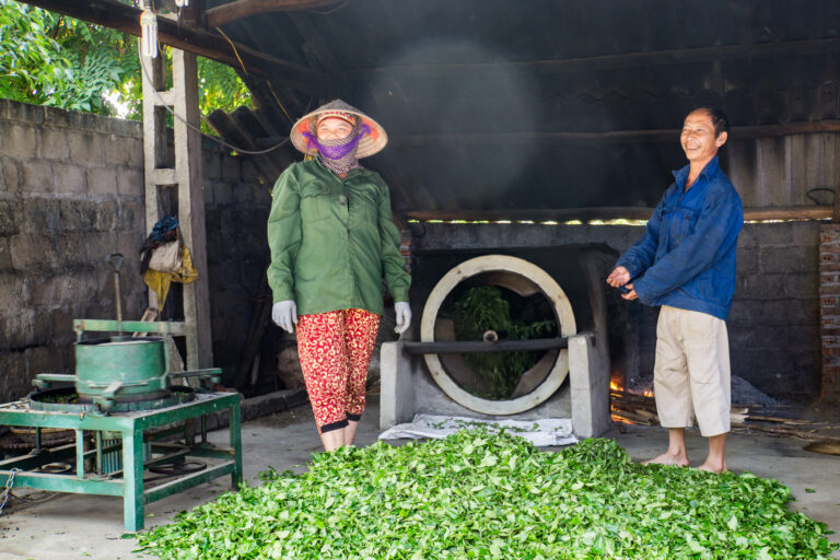 Roulage et chauffage du thé vert