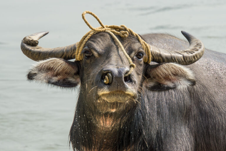Les buffles aiment l'eau