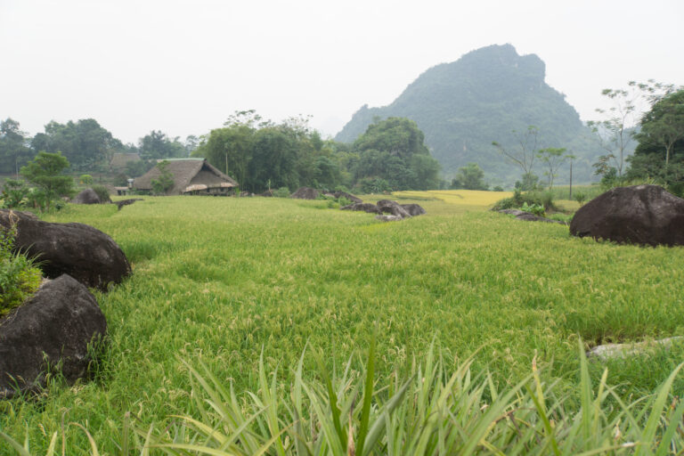 Hạ Thành la verdoyante (Hà Giang)
