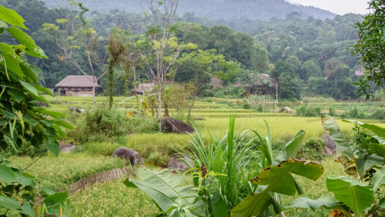 Hạ Thành la verdoyante (Hà Giang)