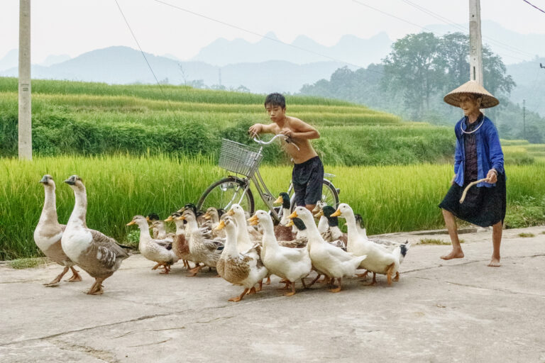 Hạ Thành la verdoyante (Hà Giang)