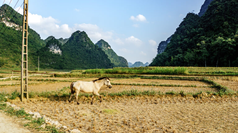 Ballade près du village des forgerons (Huyện Quảng)