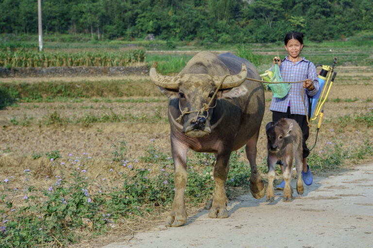 Ballade près du village des forgerons (Huyện Quảng)