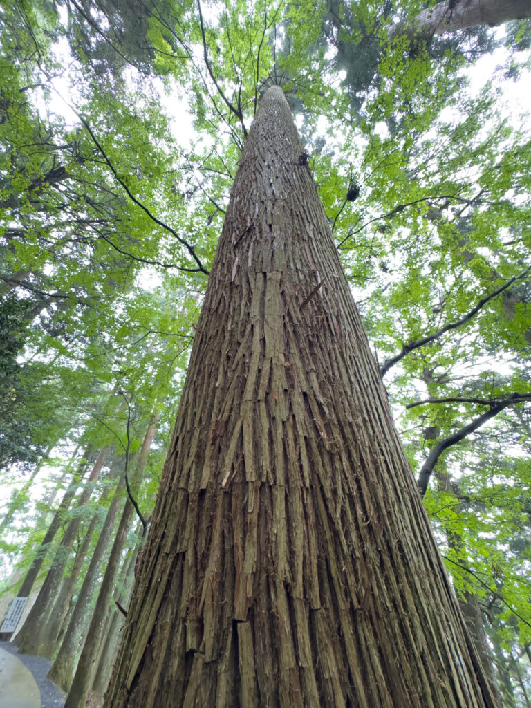 Cryptomeria japonica, faux cèdre du Japon