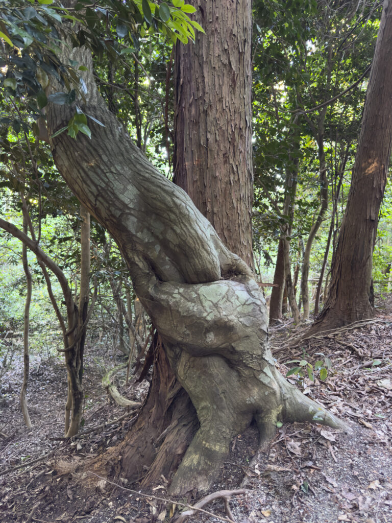 L'étreinte des arbres