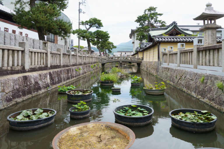 Le canal aux lotus