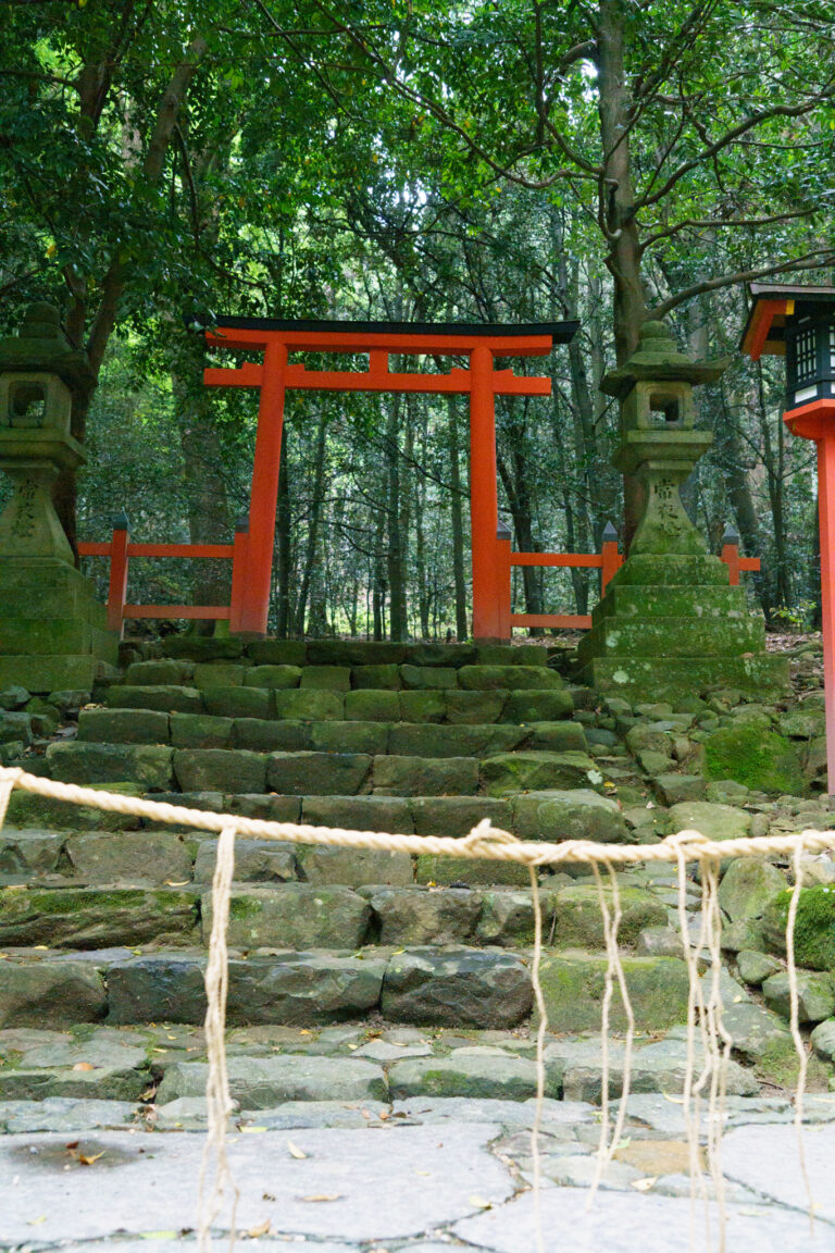 Le torii dans les bois
