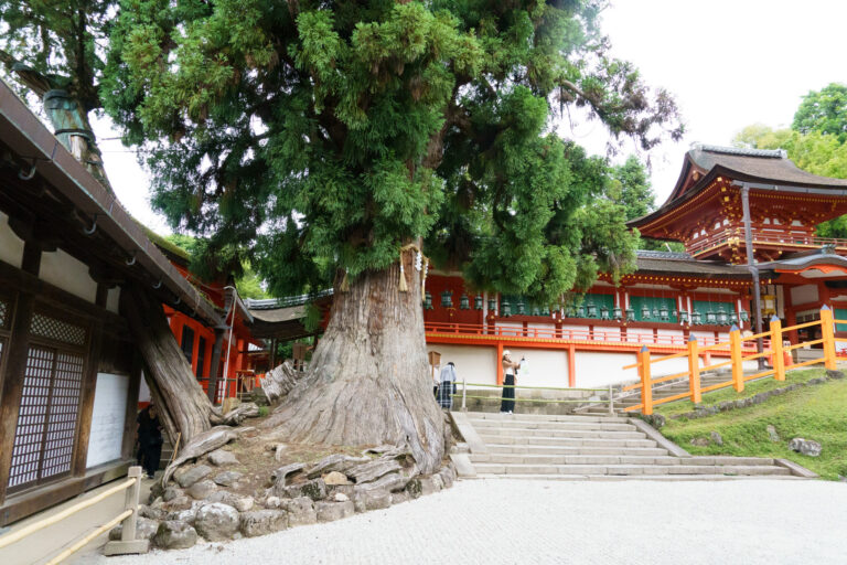 L'arbre qu'on ne coupe pas