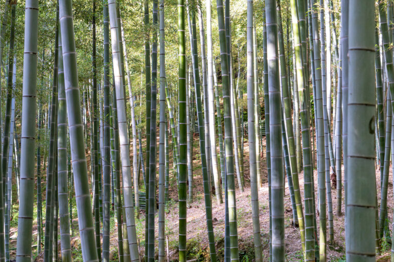 Peuple de bambous