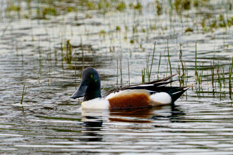 Canard souchet