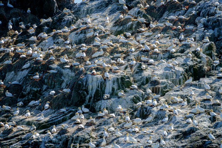 Fou de Bassan (Morus bassanus)