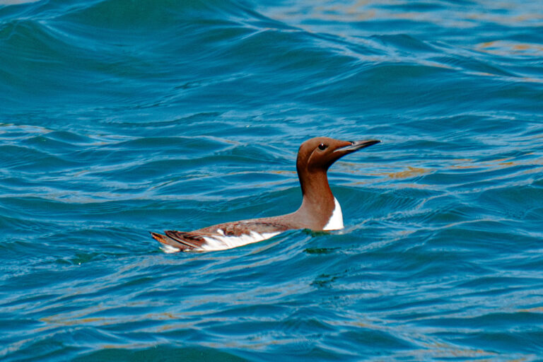 Guillemot de Troïl (Uria aalge)
