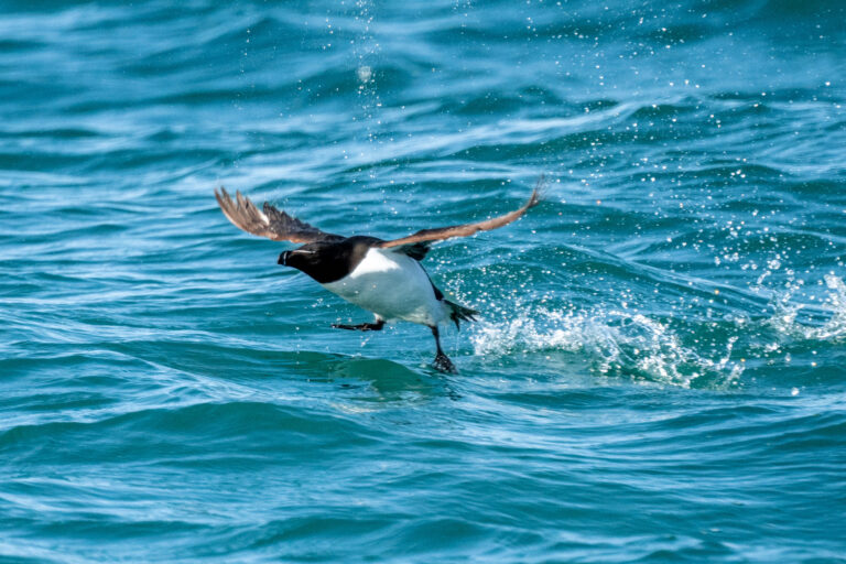 Pinguin Torda (Alca torda)