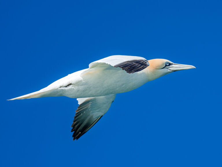 Fou de Bassan (Morus bassanus)