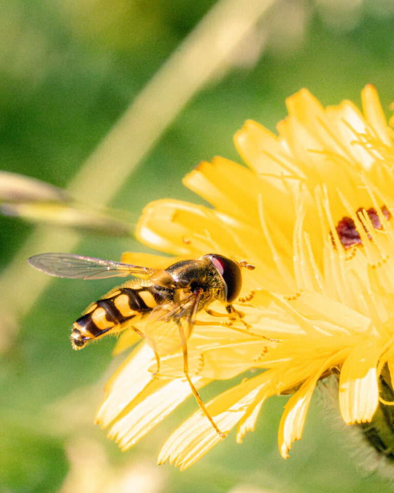 Syrphe