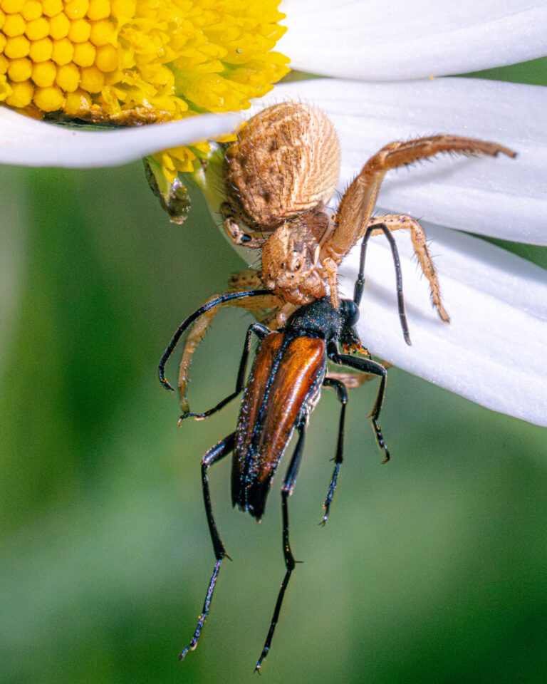 La fin de la lepture