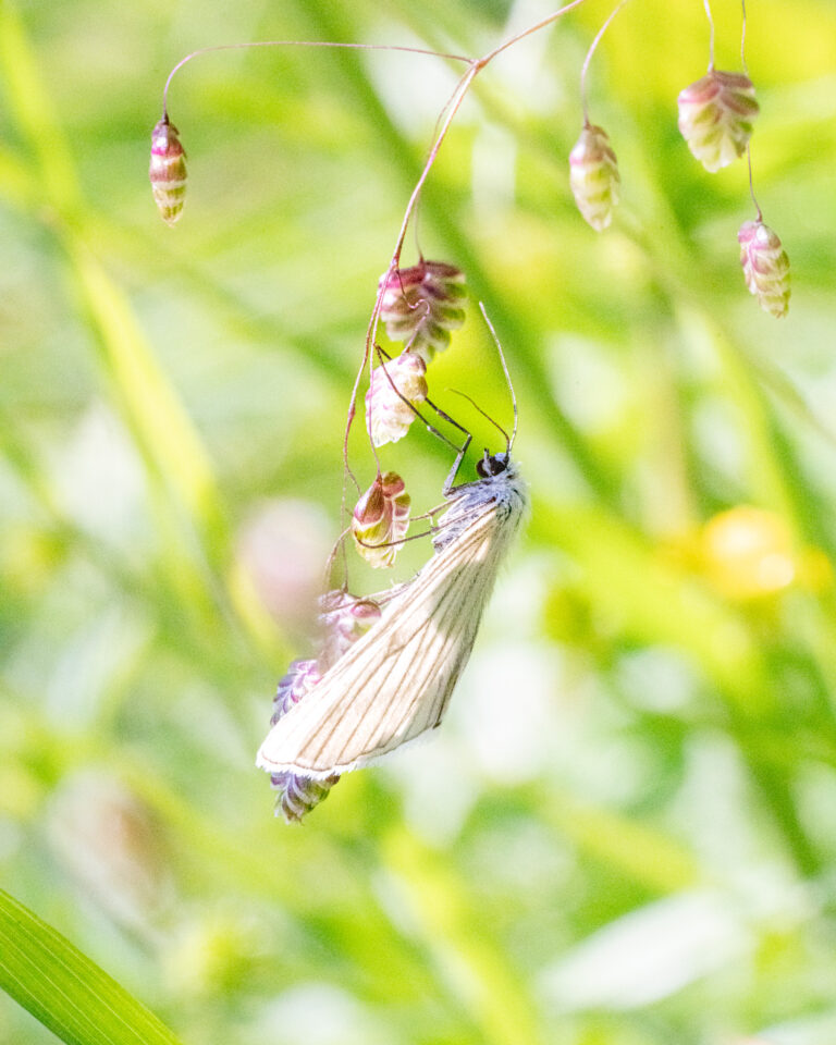 Phalène blanche
