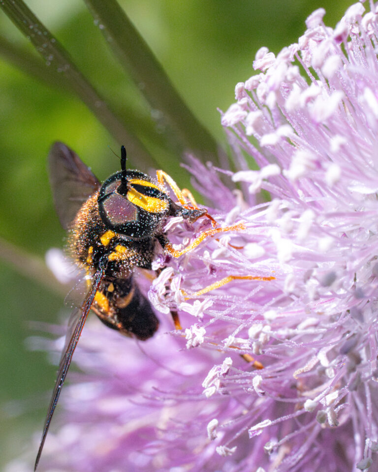 Syrphe