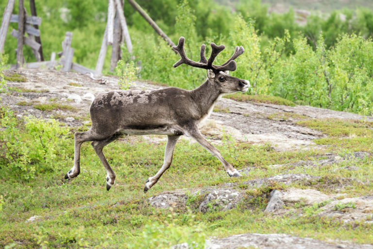 Cerf volant