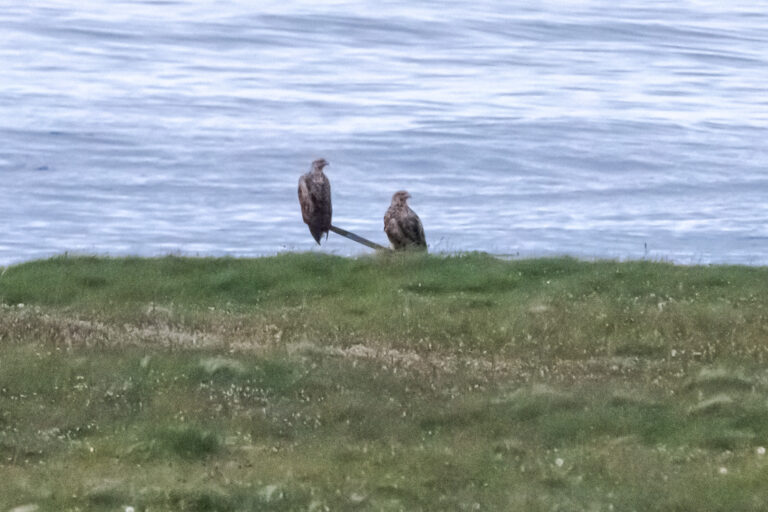 Couple de grands aigles de mer