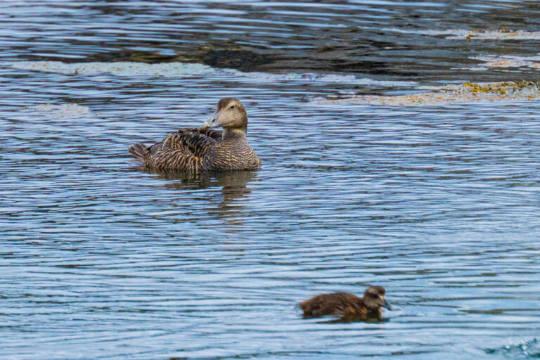 Eider à duvet