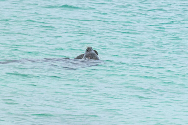 Phoque gris