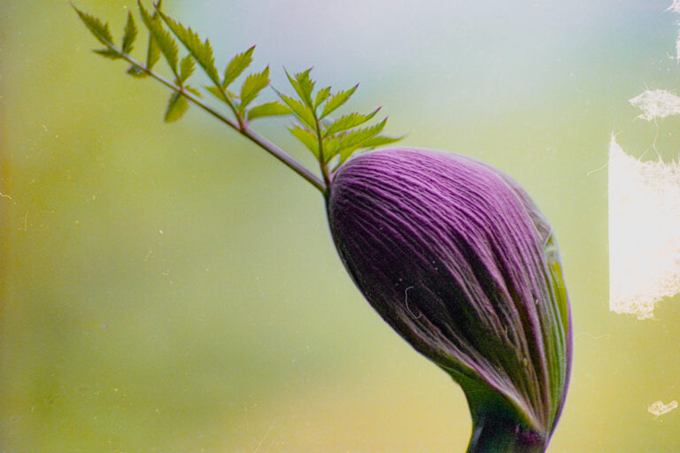 Naissance d’un rêve
